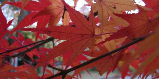 京都の秋４　Autumn in Kyoto 4