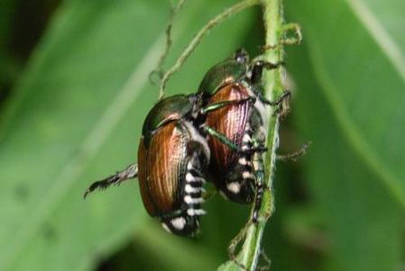 マメコガネ　Japanese beetle