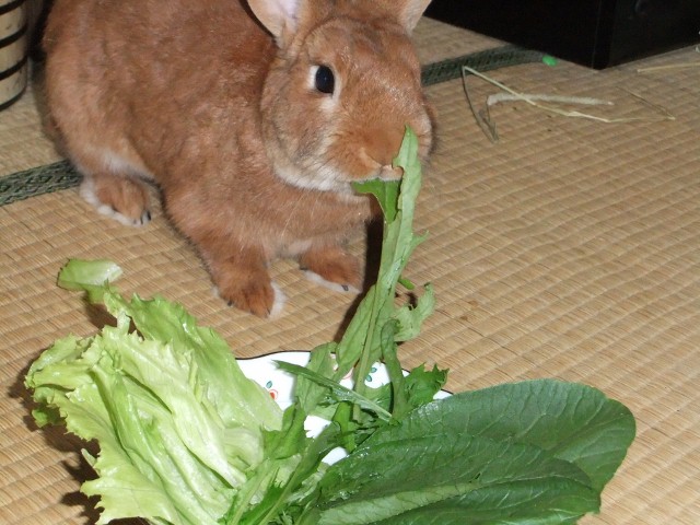 みず菜を食べる