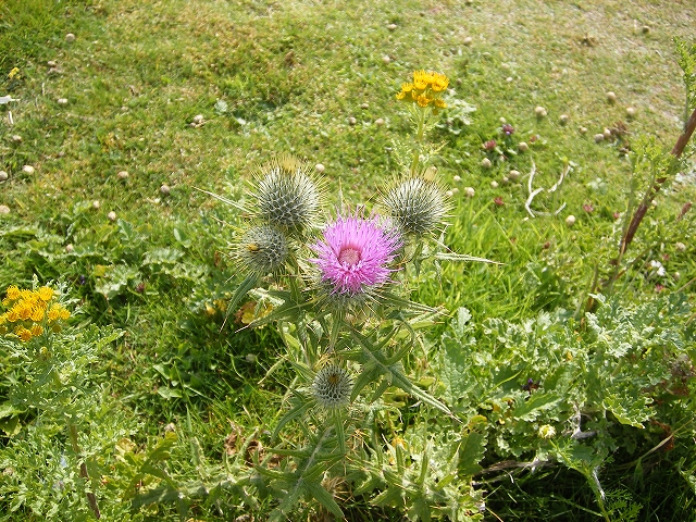 あざみの花