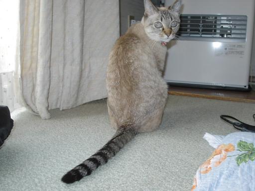 KIF_0559.JPG