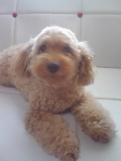 coco