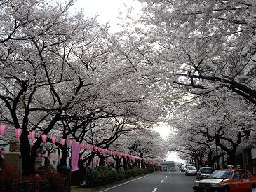 桜のトンネル