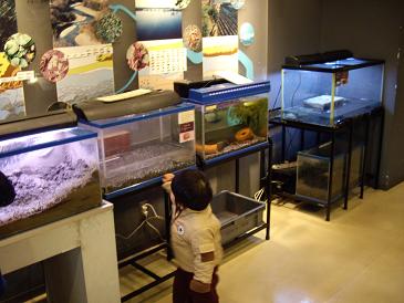 1Fは水族館　淡水魚だけです＾＾　スッポンや草亀もいるよ