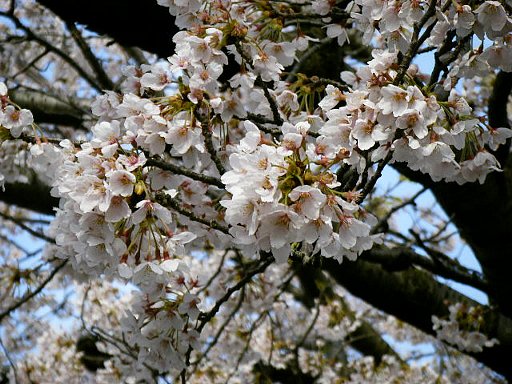 20100429　花のあと2