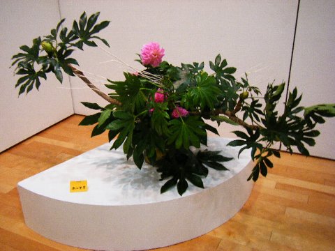 201110 花展12