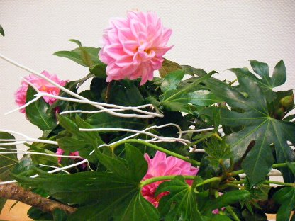 201110 花展13