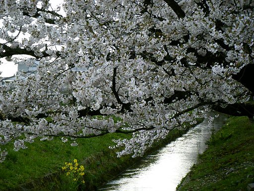 20100429　花のあと3