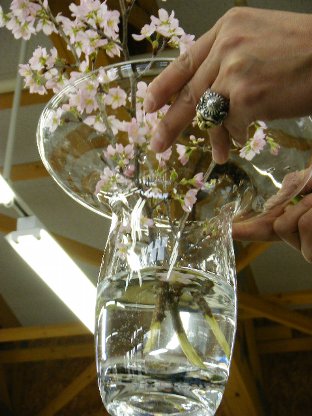 20110227flower01