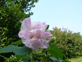P1060550.jpg