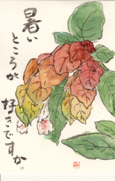 小エビ草 絵手紙 花の絵手紙 楽天ブログ