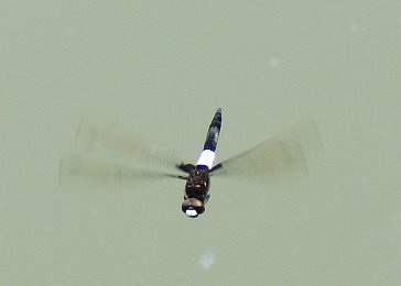 tonDSC_4255.jpg