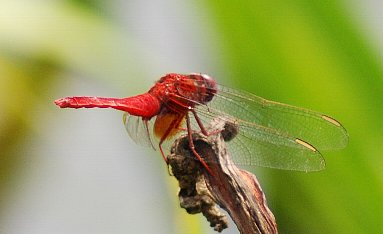 tonDSC_4283.jpg
