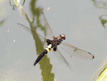 tonDSC_4290.jpg