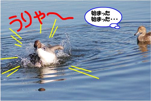 kamo2.jpg