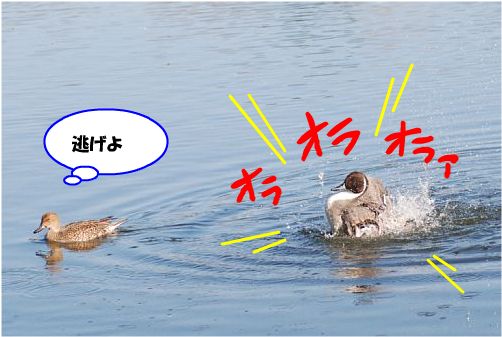 kamo3.jpg