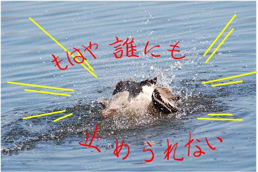 kamo5.jpg
