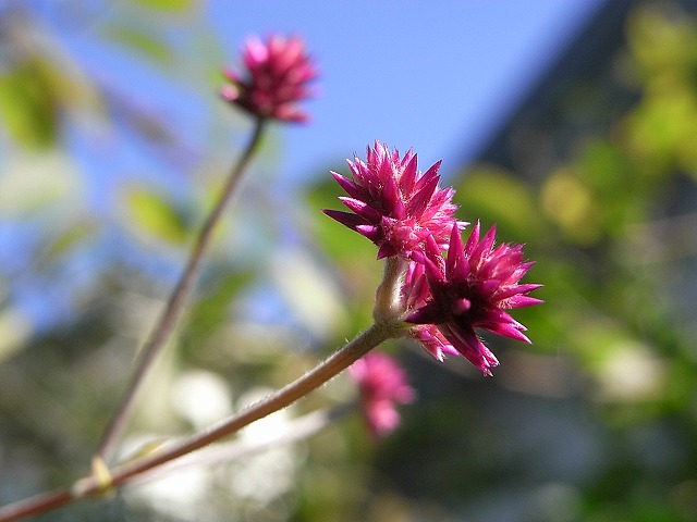 目立たない小さな花