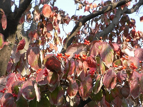 紅葉したハナミズキと実