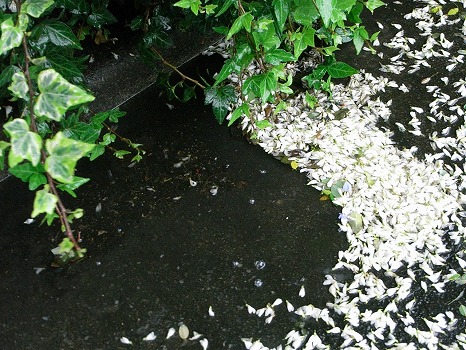 雨の日に散った萩の花びら