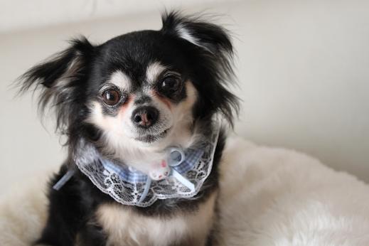 karin sora hana 819 015-1.JPG