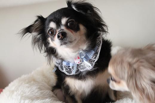 karin sora hana 819 012-1.JPG