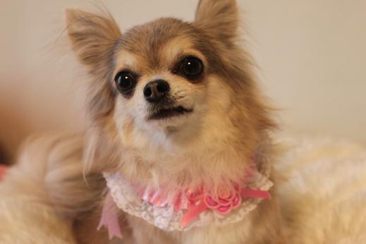 karin sora hana 819 297-1.JPG