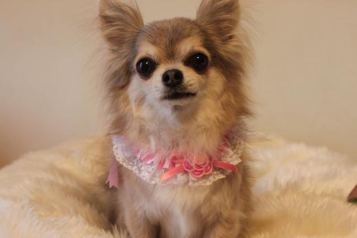 karin sora hana 819 300-1.JPG