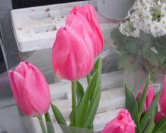 080103花６