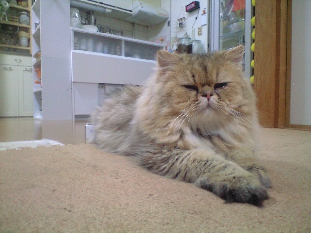 悲しみのガッシュベル