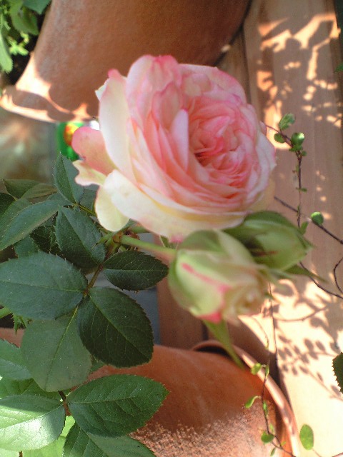 やさしく咲くラブリーモア