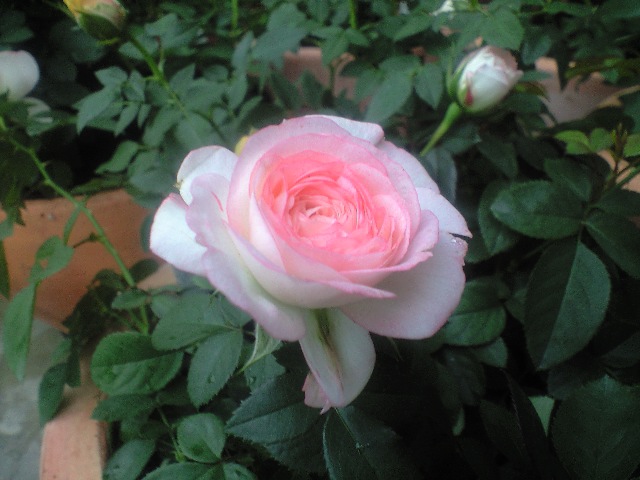 ラブリーモアちゃん