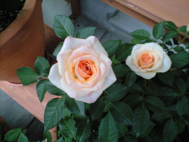 ジュピター・オプティマ　ＵＰ