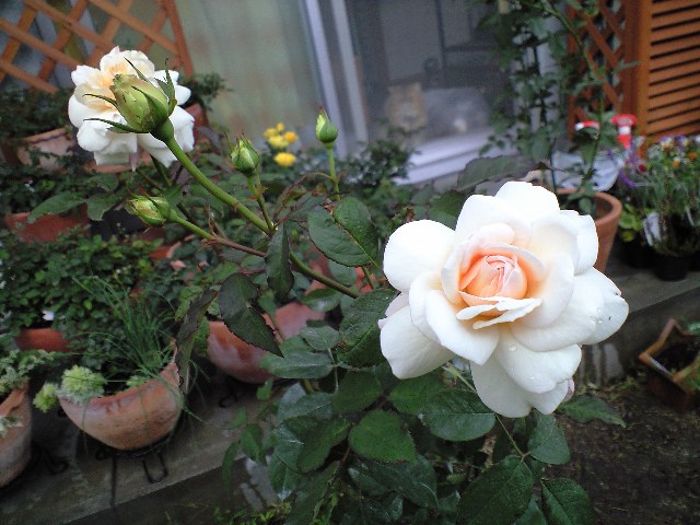 グルス アン アーヘンUP.JPG