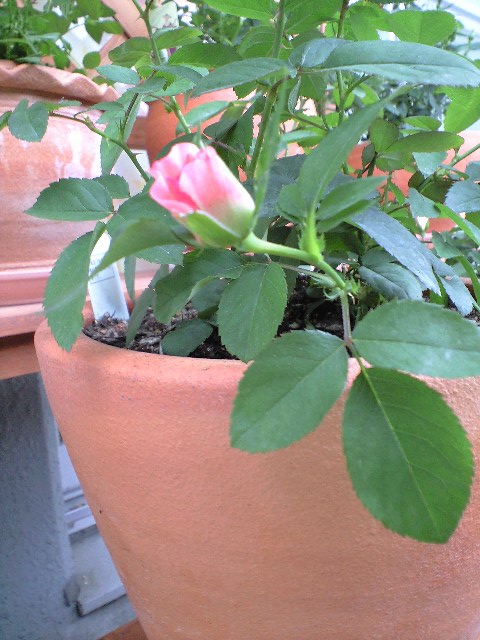 ラブリーモア　蕾