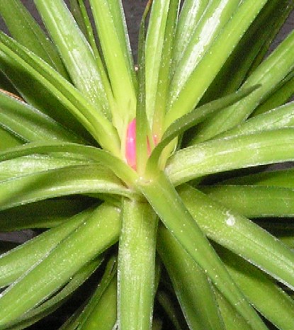 Ｔｉｌｌａｎｄｓｉａ tenuifolia surinamensis 2