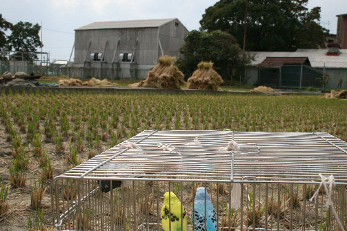 田んぼとインコ１