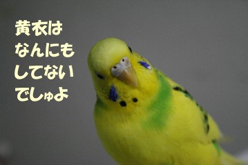 黄衣、無実.jpg