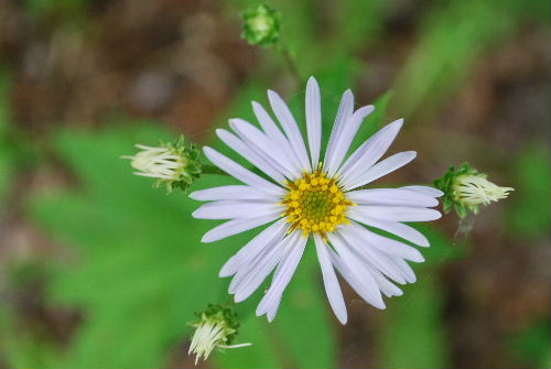 Aster 8-2-09
