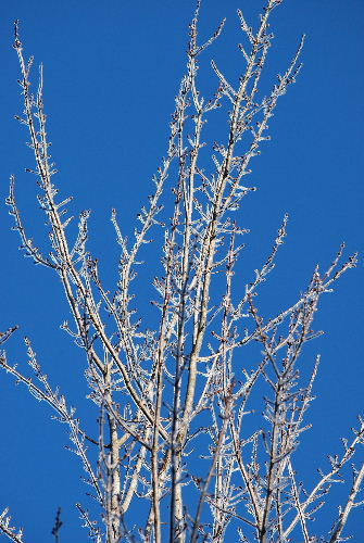 Ice on Maple　12-13-08