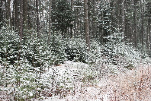 どのツリーがいいかな？　12-07-08