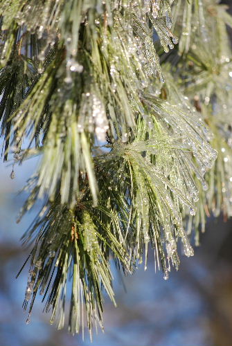 雨氷on Pine 2 12-13-08
