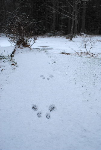 灰色リスの足跡12-07-08