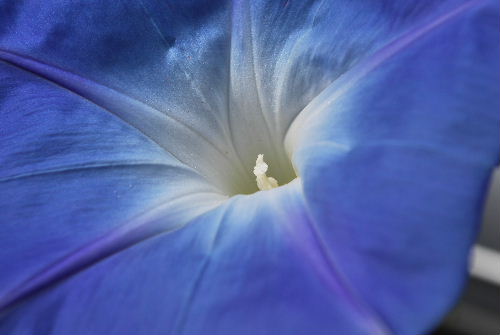 Hevenly Blue 9-25-08