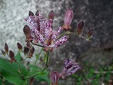 DSCF1761.jpg