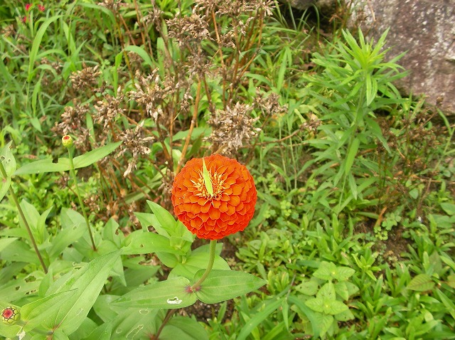 SANY0417.jpg