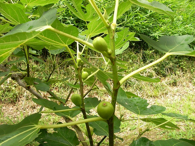 SANY0422.jpg