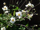 CIMG0174.jpg