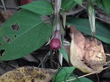 DSCF1795.jpg