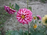 DSCF1802.jpg